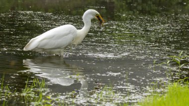 Büyük ak balıkçıl Ardea alba Ardeidae Aile, bir balık yakaladı. Kiev küçük bir göl üzerinde.