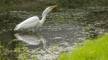 Büyük ak balıkçıl Ardea alba Ardeidae Aile, bir balık yakaladı. Kiev küçük bir göl üzerinde
