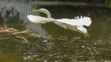 Büyük ak balıkçıl Ardea alba göl üzerinde uçuş