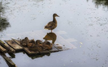Yetişkin ördek ve ördek yavrusu göl platformu üzerinde oturuyor