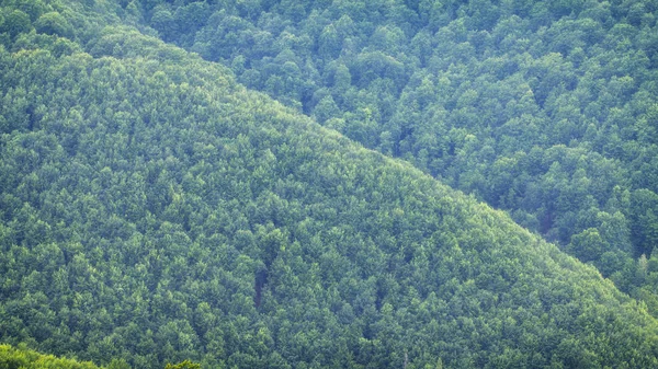 Вид сверху на вершины деревьев хвойных лесов в Карпатах — стоковое фото