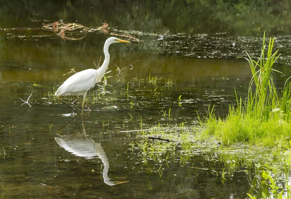 멋진 백로 Ardea 알바 A 대형 화이트 새 물에 먹이 한다 — 스톡 사진