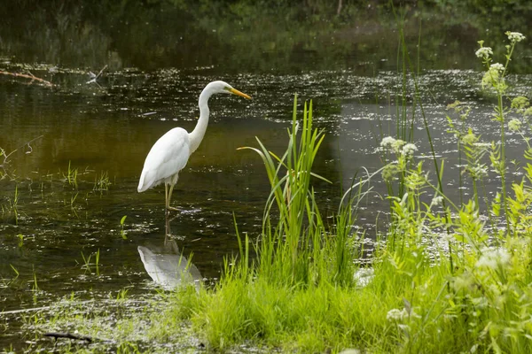 멋진 백로 Ardea 알바 A 대형 화이트 새 물에 먹이 한다 — 스톡 사진