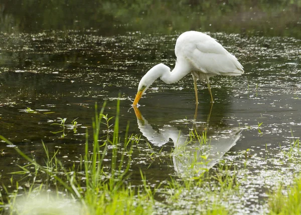 멋진 백로 Ardea 알바 A 대형 화이트 새 물에 먹이 한다 — 스톡 사진