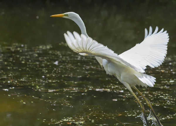 Great Egret Ardea alba in flight over Lake — Stock Photo, Image