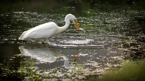 중대 백로 Ardea 알바 Ardeidae 가족, 물고기를 적발 했다. 키예프에서 작은 호수에 — 스톡 사진