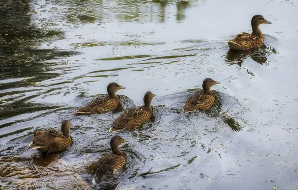 Canard adulte et canetons Nager à travers le lac — Photo