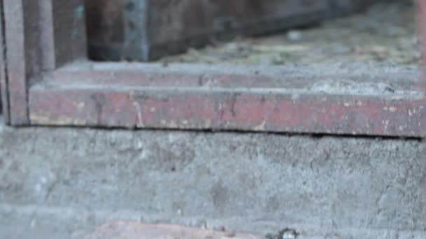 小さなアヒルの子は、ターンでは納屋の中にジャンプします。 — ストック動画