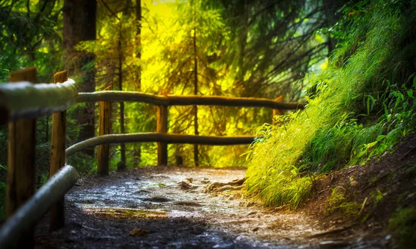 Брудна стежка в маленькому ярусі осіннього лісу, в теплий сонячний день, пейзаж — стокове фото