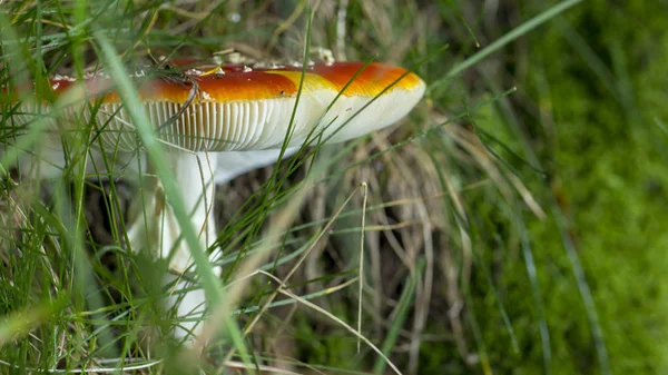 Amanita muscaria Vliegenzwam rode paddestoelen met witte vlekken in gras — Stockfoto