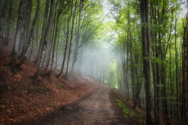 Літній буковими лісами, на схилах гір, українських Карпат — стокове фото
