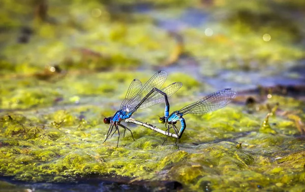 Dragonflies in tandem when laying eggs in the pond. — Stock Photo, Image