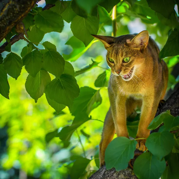 Felis Catus Dimostra Grunge Amaro Seduto Ramo Albero — Foto Stock