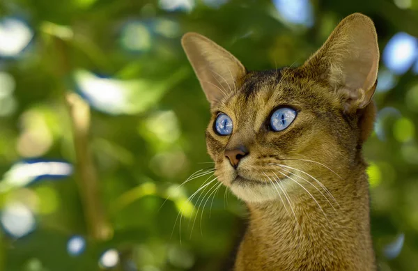 Felis Catus Närbild Ögon Stora Och Vackra Bakgrund — Stockfoto