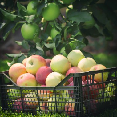 Elma yeşil çimenlerin üzerinde plastik bir kutu içinde yakın çekim