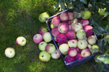 Elma yeşil çimenlerin üzerinde plastik bir kutu içinde yakın çekim