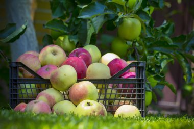 Elma yeşil çimenlerin üzerinde plastik bir kutu içinde yakın çekim