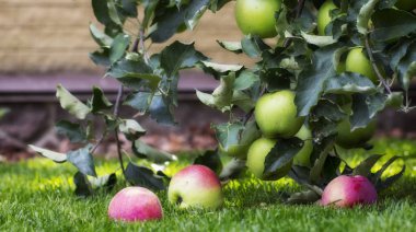 Kırmızı Olgun elma sulu yeşil çimenlerin üzerinde Kapat