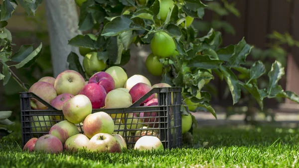 Яблоки Пластиковой Коробке Зеленой Траве Вблизи — стоковое фото