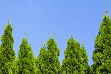 Yeşil çit Mazı Ağaçlar, Doğa, arka plan mavi gökyüzü arka planı.