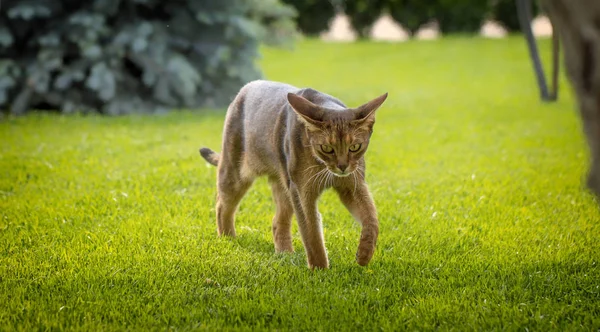 Felis Catus Close Eyes Big Beautiful Background — Stock Photo, Image