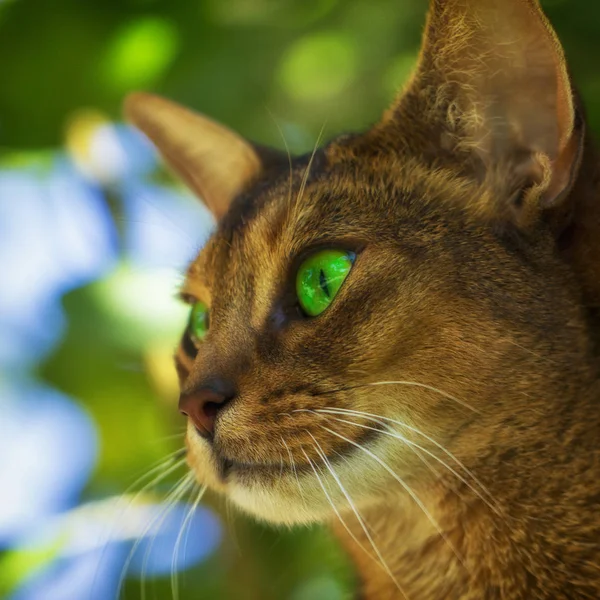 Felis Catus Närbild Ögon Stora Och Vackra Bakgrund — Stockfoto