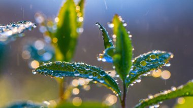 Üzerindeki yeşil yaprak çiy damlaları yakın çekim