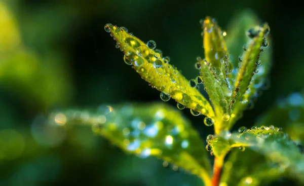 Gouttes Rosée Sur Une Feuille Verte Gros Plan — Photo