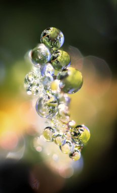 Üzerindeki yeşil yaprak çiy damlaları yakın çekim