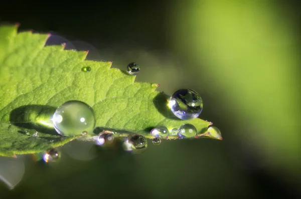 Gouttes Rosée Sur Une Feuille Verte Gros Plan — Photo