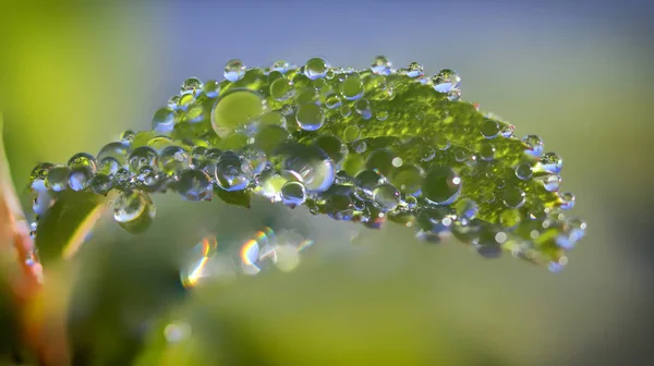 Rocía Gotas Una Hoja Verde Cerca — Foto de Stock