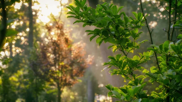 绿色胡同在夏季公园在上午背景 — 图库照片