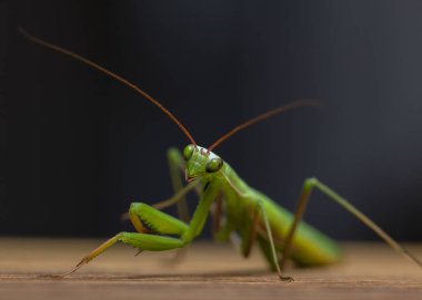 Mantis ahşap arka plan üzerinde Kapat