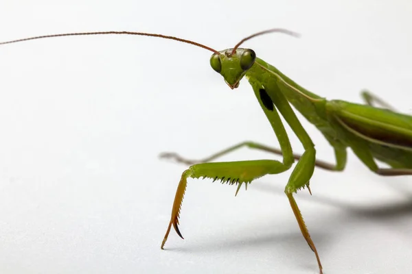 Una Pequeña Mantis Verde Sobre Fondo Claro Cerca —  Fotos de Stock