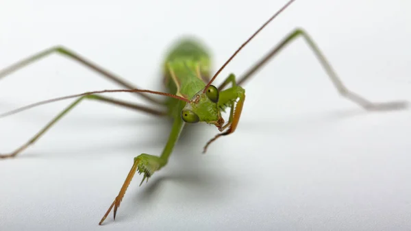 Una Pequeña Mantis Verde Sobre Fondo Claro Cerca —  Fotos de Stock