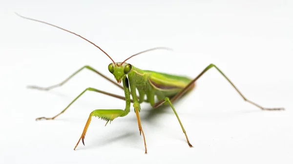 Una Pequeña Mantis Verde Sobre Fondo Claro Cerca —  Fotos de Stock