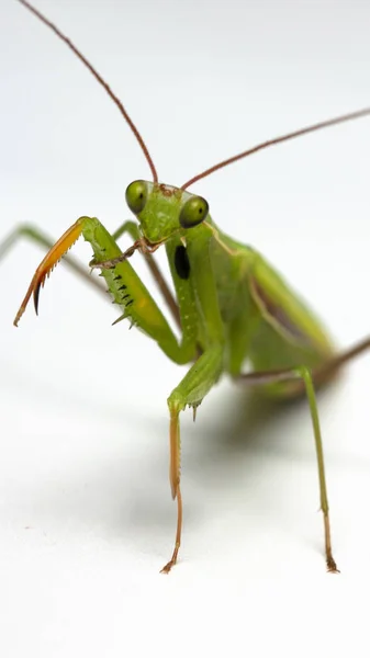 一个小的绿色螳螂上的光背景特写 — 图库照片
