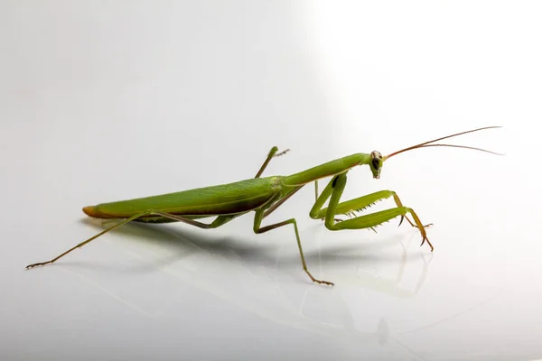 Una Pequeña Mantis Verde Sobre Fondo Claro Cerca —  Fotos de Stock