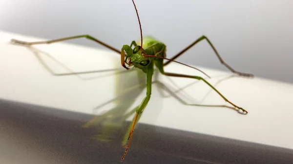 一个小的绿色螳螂上的光背景特写 — 图库照片