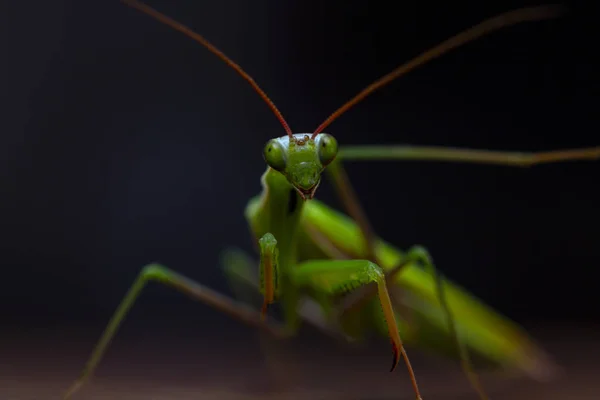 Mantis Wooden Background Close — Stock Photo, Image