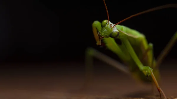 Mantis on the wooden background close up