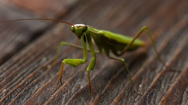 木製の背景にカマキリをクローズ アップ — ストック写真