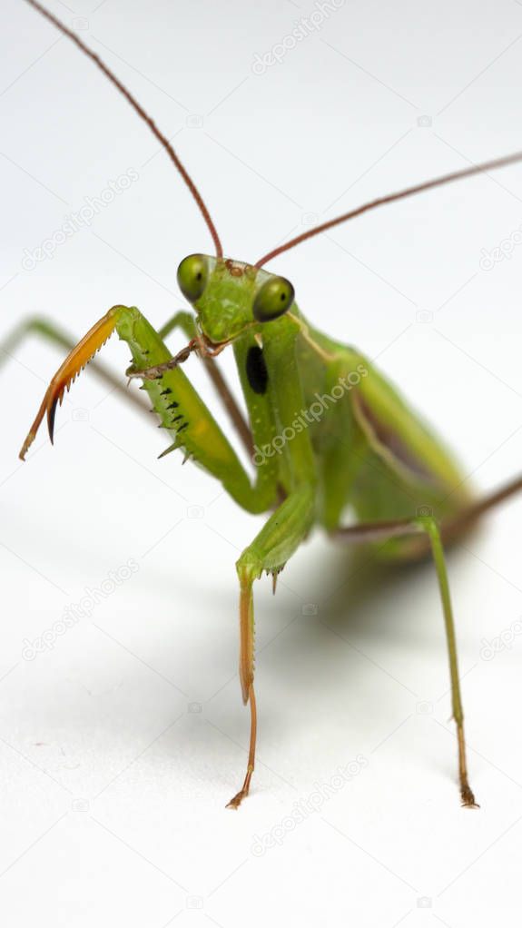 A small green mantis on a light background close up