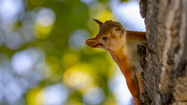 红松鼠在树上 有一个美丽的散景在后台 低清晰度深度 — 图库照片