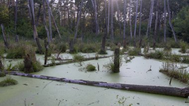 Bir bataklık bir çam ormanı içinde tamamen yosun, manzara ile kaplı
