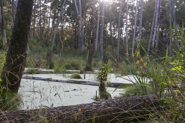 Swamp Pine Forest Completely Covered Algae Landscape — Stock Photo, Image