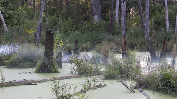 Swamp Pine Forest Completely Covered Algae Landscape — Stock Photo, Image