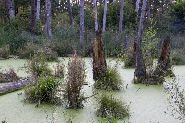 松树林中的沼泽 完全覆盖着藻类 — 图库照片