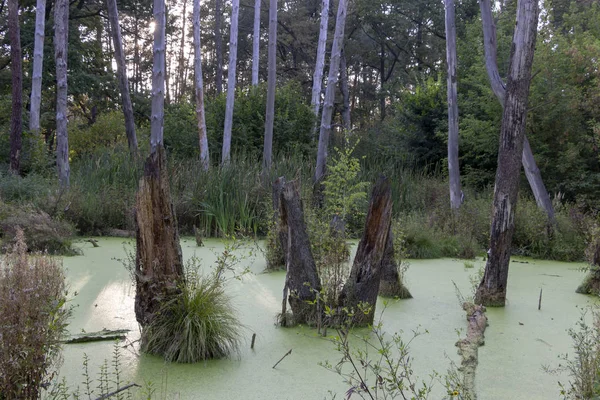 Marais Dans Une Pinède Entièrement Couvert Algues Paysage — Photo