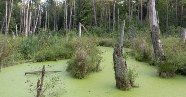 Swamp Pine Forest Completely Covered Algae Landscape — Stock Photo, Image